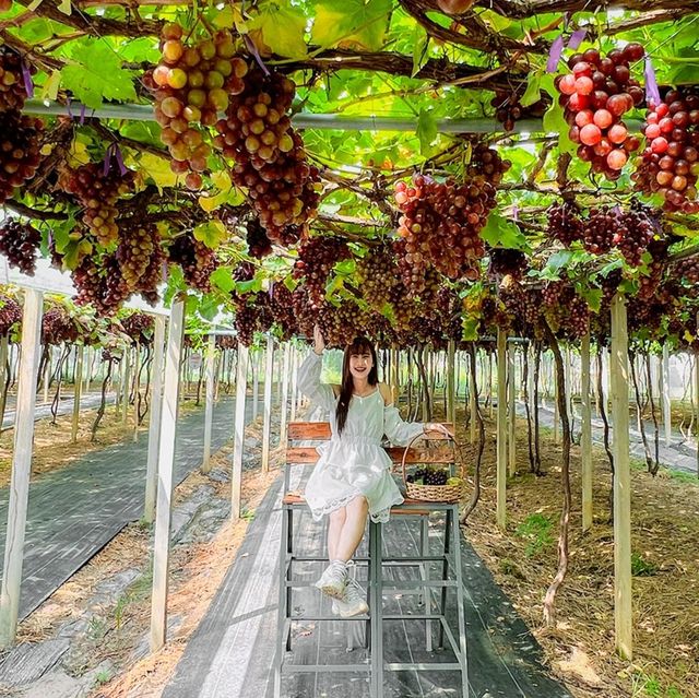 🍇 สวนองุ่นอิ่มสุข @ดอยสะเก็ด เชียงใหม่