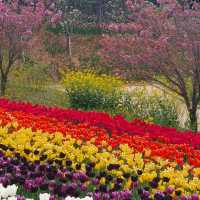 태안 코리아플라워파크 튤립꽃박람회⚘️🌷