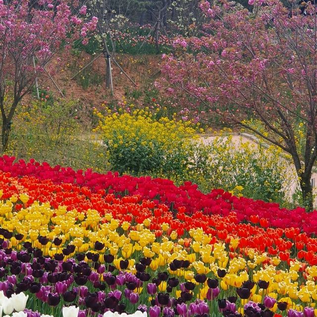 태안 코리아플라워파크 튤립꽃박람회⚘️🌷