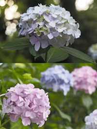 上野恩賜公園の紫陽花