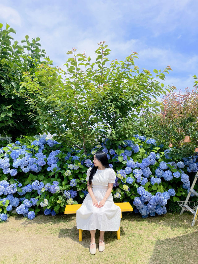 💙파란 수국이 한가득한 이곳 앵지밭골 그집 카페입니다💜