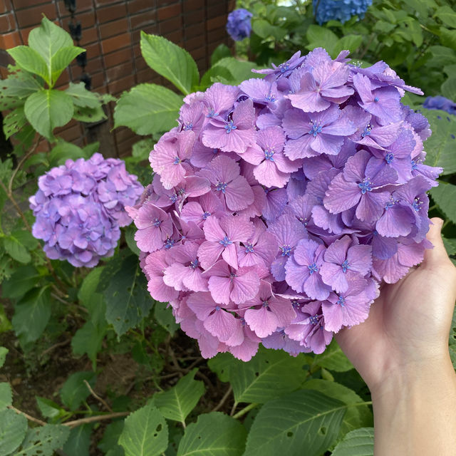 【Tokyo🇯🇵】多摩川台公園