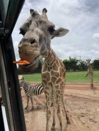 🇹🇭 泰國旅行·北碧府野生動物園Safari Park