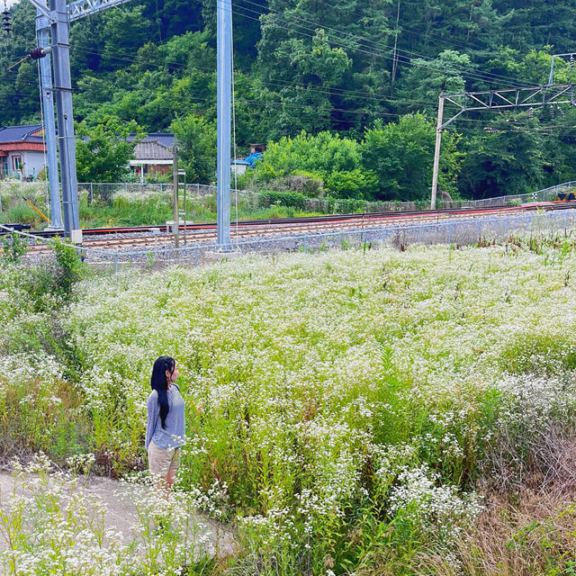 🌳이 우뚝 서있는 영월의 자연보존 랜드마크  