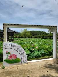 지금부터 쭉예쁠 함안연꽃테마파크