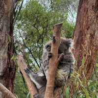 【澳洲】Phillip Island樹熊保育中心：近距離觀察樹熊!🐨