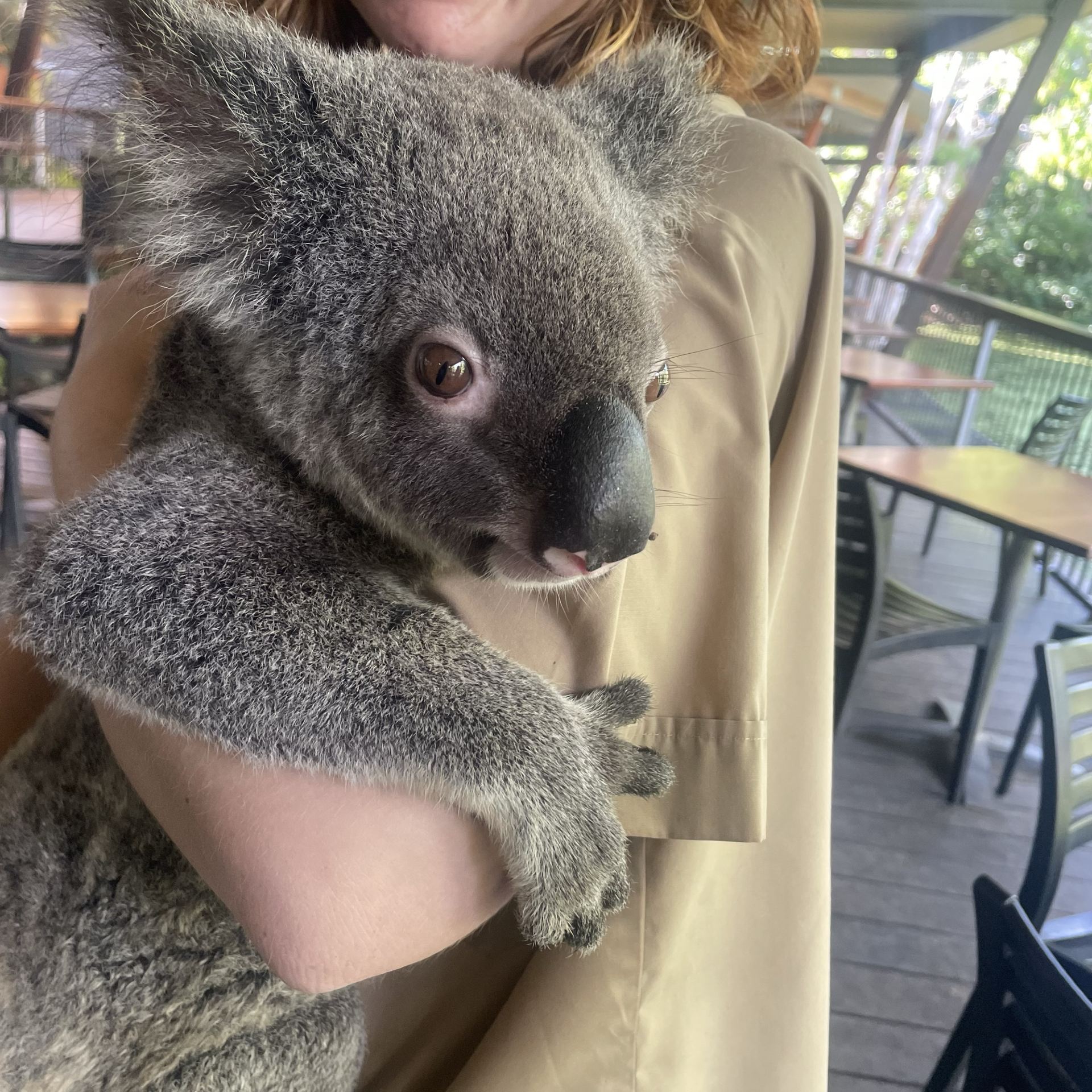 [Cairns🇦🇺②] Một sở thú không thể bỏ qua dành cho những người yêu động vật: Sở thú Hartley