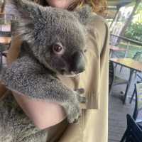 【Cairns🇦🇺②】動物好き必見動物園「ハートリーズ動物園」
