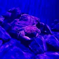 The amazing underwater world at SEA Aquarium