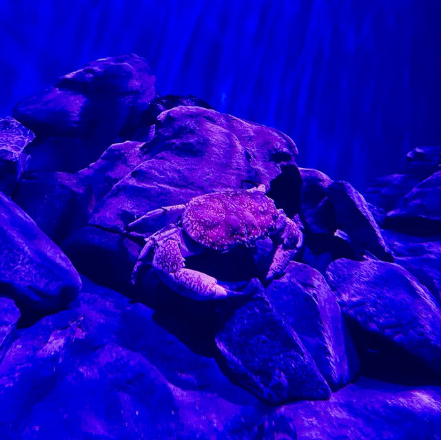 The amazing underwater world at SEA Aquarium