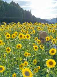 【福井 南越前町】夏に行きたい🌼🌱⋆｡南越前町でひまわり畑を見つけたよ😊
