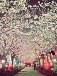 〜神奈川〜古都鎌倉の桜🌸夜桜満開！
