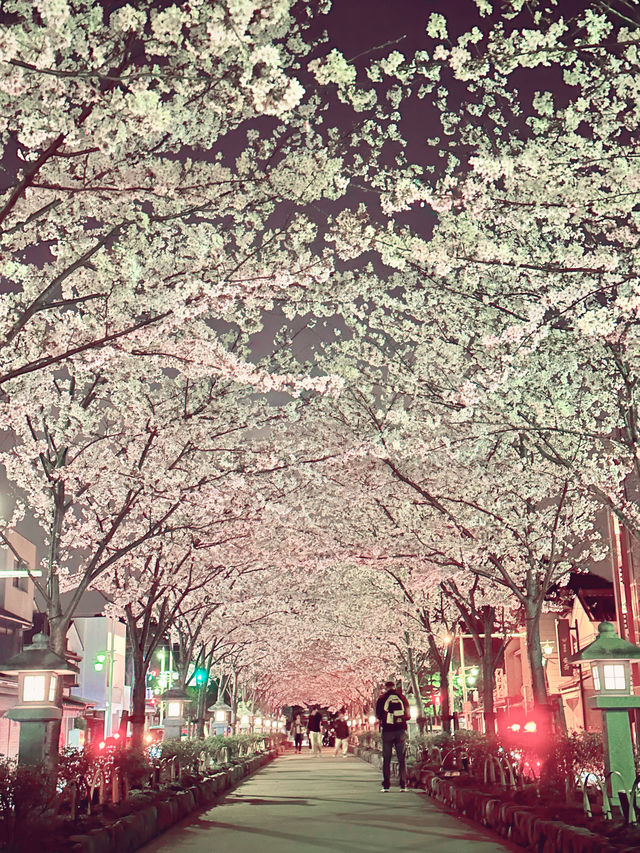 〜神奈川〜古都鎌倉の桜🌸夜桜満開！