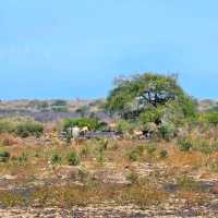 Baluran National ParkTaman Nasional Baluran