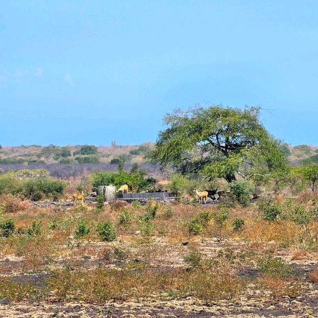 Baluran National ParkTaman Nasional Baluran