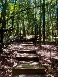 🌳 Discover the Wilderness of Tsitsikamma National Park 
