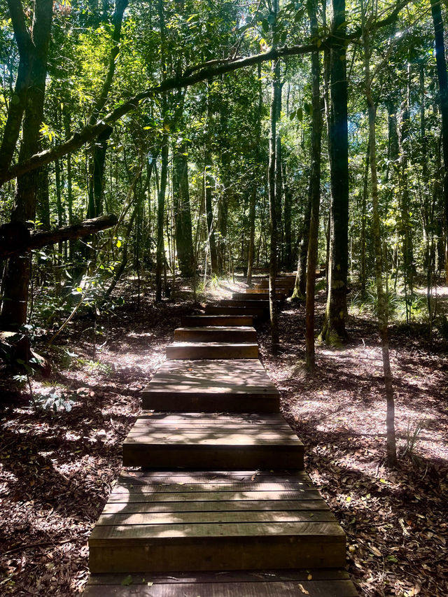 🌳 Discover the Wilderness of Tsitsikamma National Park 