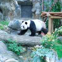 ดูแพนด้าที่ Ocean Park Hongkong 