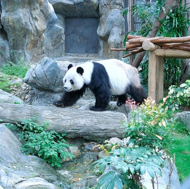 ดูแพนด้าที่ Ocean Park Hongkong 