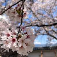 Kofu Castle is a Hidden gems in Japan 🇯🇵 