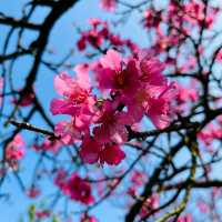 Cherry Blossom Flower Season at YangMingShan Taipei