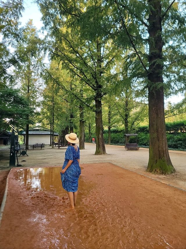 메타세콰이어숲길을 맨발로 걸어요🌲