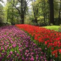 Keukenhof Gardens, Netherlands – Tulip Blossom Festival