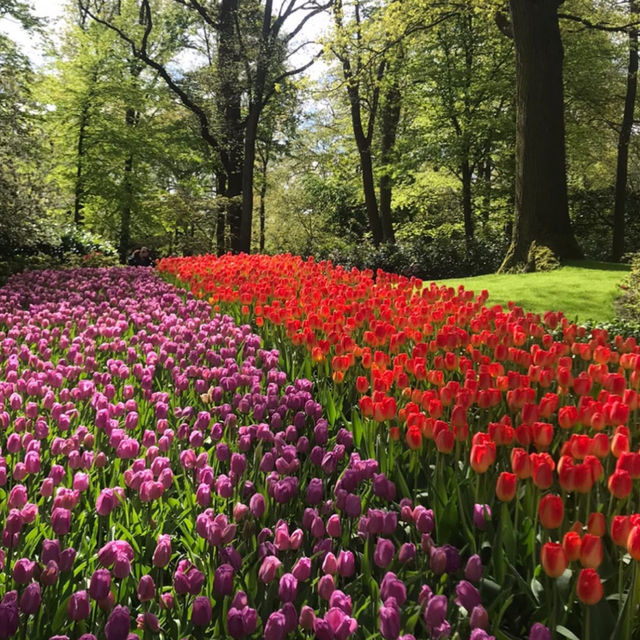 Keukenhof Gardens, Netherlands – Tulip Blossom Festival