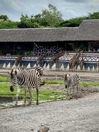 สวนสัตว์เปิด…🦏 เพลิดเพลินทั้งคนและสัตว์ 🦓