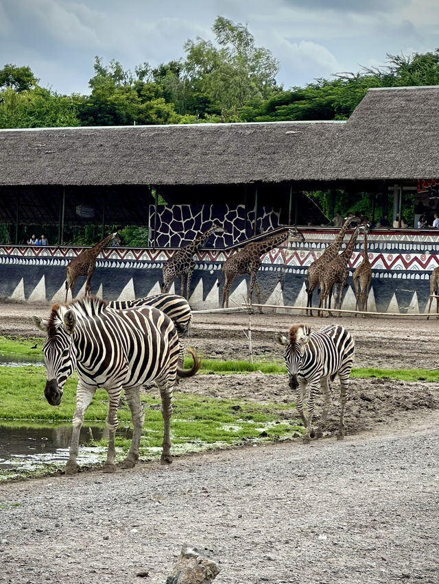 สวนสัตว์เปิด…🦏 เพลิดเพลินทั้งคนและสัตว์ 🦓