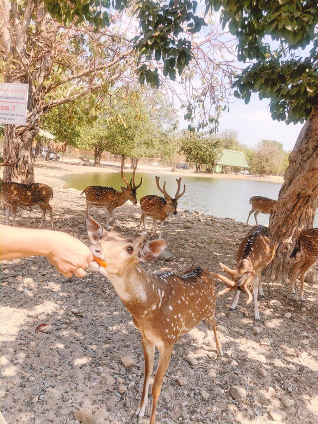 Safari Park Kanchanaburi  🦒🦁🦌