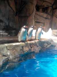 海洋公園熊貓小熊貓