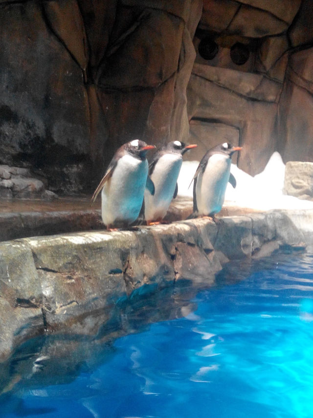 海洋公園熊貓小熊貓