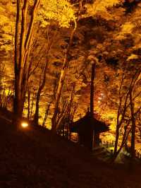 夜のライトアップ🌙愛知県1番の絶景紅葉スポット 「香嵐渓」こうらんけい