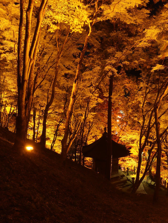 夜のライトアップ🌙愛知県1番の絶景紅葉スポット 「香嵐渓」こうらんけい