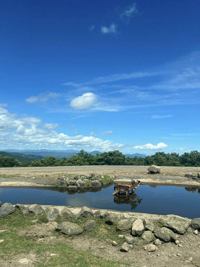 近距離餵動物嘅難忘體驗 