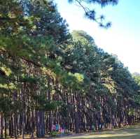 สถานีวนวัฒนวิจัยบ่อแก้ว เชียงใหม่ 🌲🌲