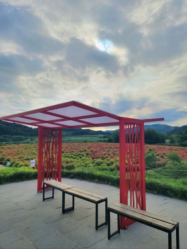 가을 프사 바꾸러 가야할 댑싸리공원🧡