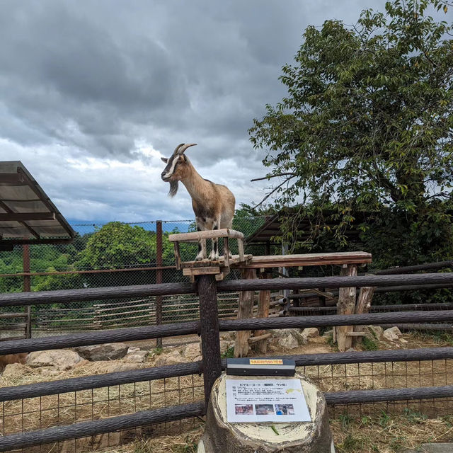 九州自然動物園：放養式的野生探險 🦓🌳