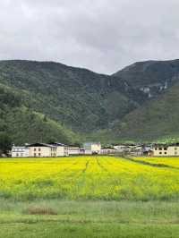 Living in My Dream of Canola Flower Field in Shangri-La