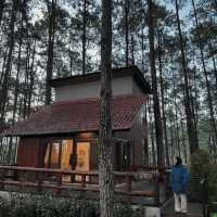 ที่พักวิวป่าสน จ.เชียงใหม่🍂🪵