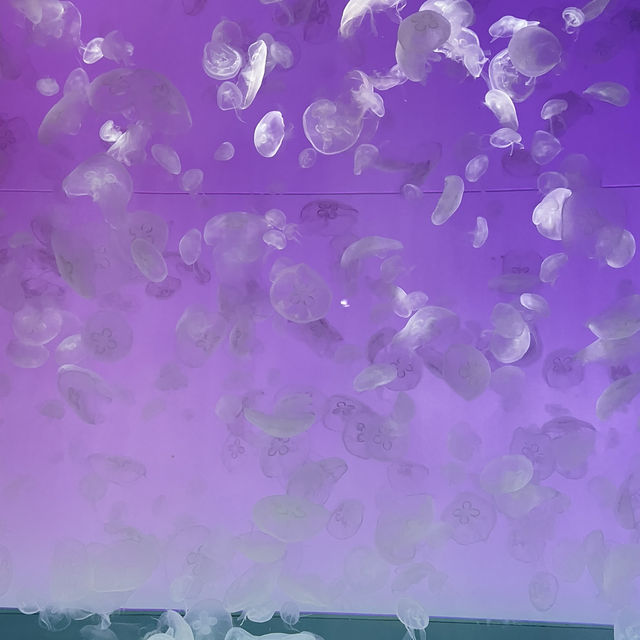 茨城　大洗水族館🪼