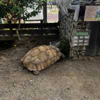淡路島　動物と触れ合い、ひまわり🌻と写真