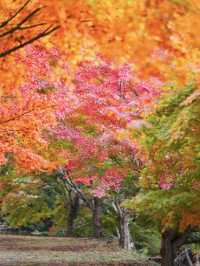 【長野】湖畔に広がるもみじその数1万本🤩彩り豊かな紅葉スポット🍁訪問攻略付き