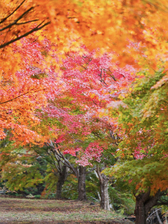 【長野】湖畔に広がるもみじその数1万本🤩彩り豊かな紅葉スポット🍁訪問攻略付き