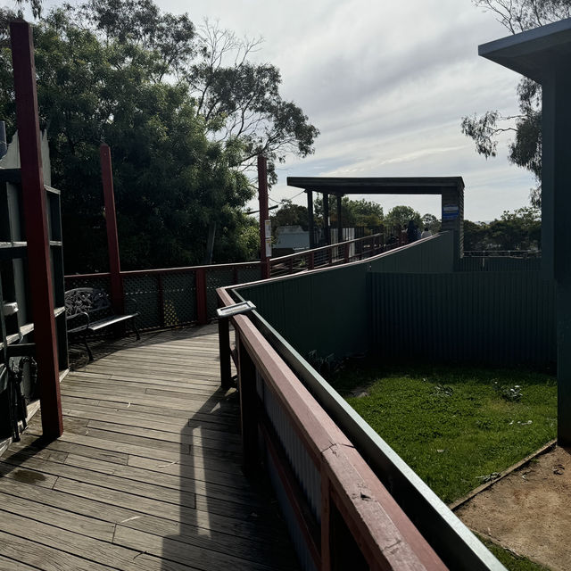  Maru Koala and Animal Park：與可愛動物相遇的夢幻之地 🐨🌿