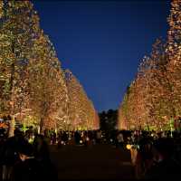 อุทยานแห่งชาติชินจูกุเกียวเอน(งาน light up autumn)