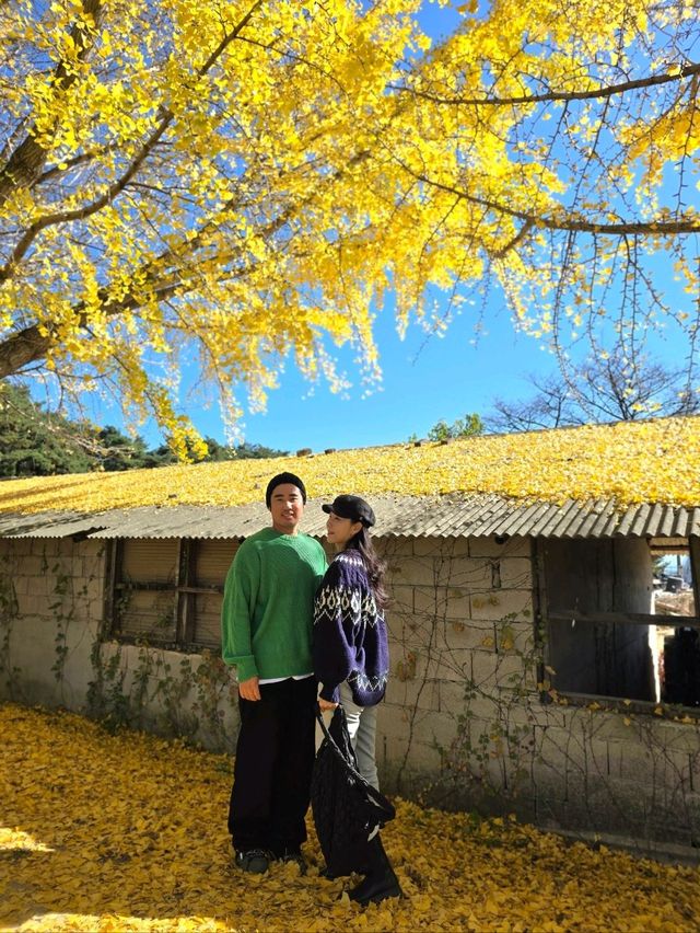 노랑 은행나무 감성 가득한 거창 의동마을💛