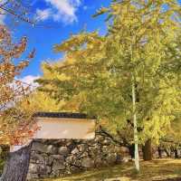 賞櫻賞楓就來「舞鶴公園」