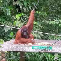 Spectacular Orang Utan 😍